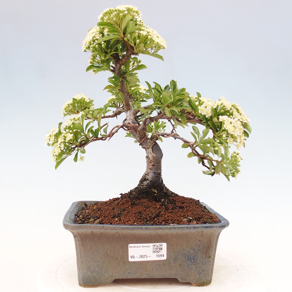 Outdoor Bonsai-Pyracanta Teton-Piekarnia