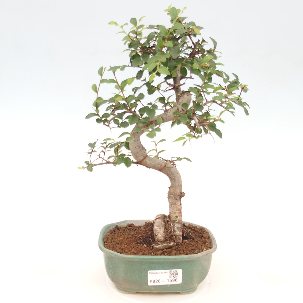 Pokój bonsai - Ulmus parvifolia - Wiąz drobnolistny