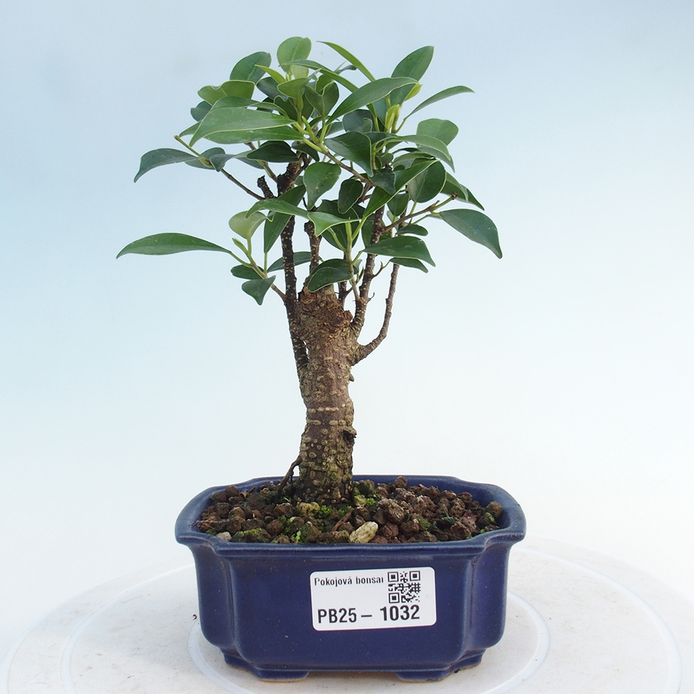 Pokojová bonsai - Ficus retusa - malolistý fíkus