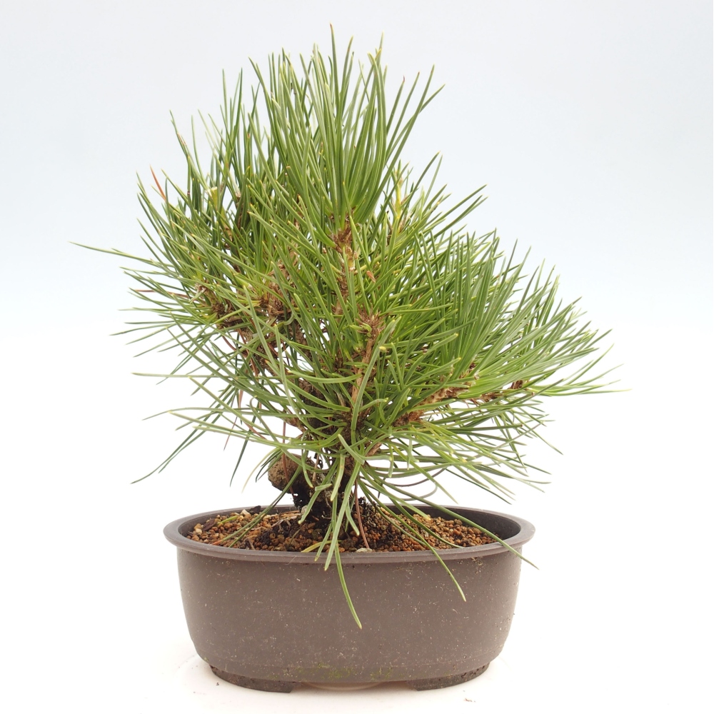 Bonsai ogrodowe - Pinus thunbergii - Sosna Thunbergia