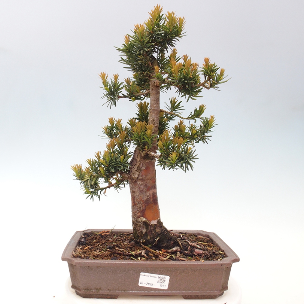 Bonsai na zewnątrz - Taxus cuspidata - cis japoński