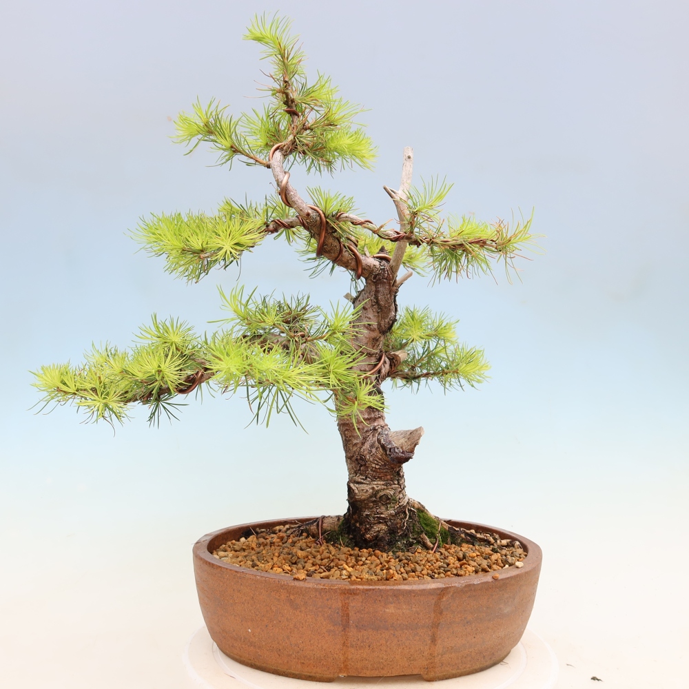 Bonsai zewnętrzne - Larix decidua - Modrzew