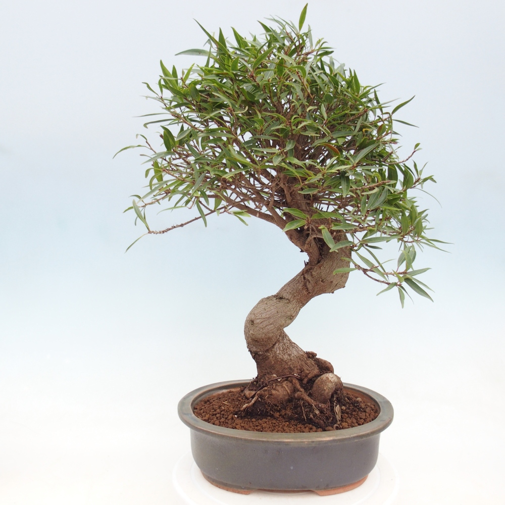 Pokój bonsai - Ficus nerifolia - figowiec drobnolistny