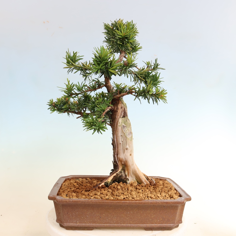 Bonsai ogrodowe – Taxus cuspidata  – cis japoński
