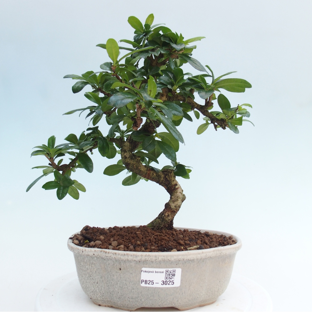 Pokój bonsai - Carmona macrophylla - Tea fuki