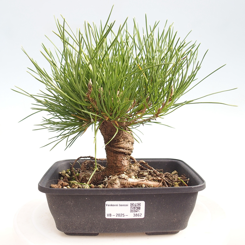 Outdoor bonsai - Pinus thunbergii - sosna Thunberga