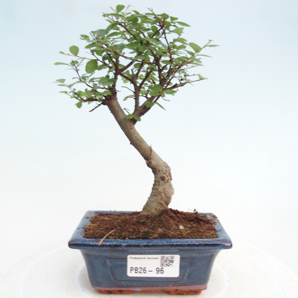 Pokój bonsai - Ulmus parvifolia - Wiąz drobnolistny