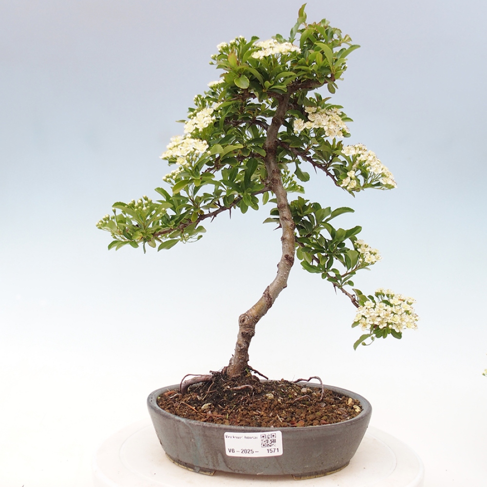 Outdoor Bonsai-Pyracanta Teton-Piekarnia
