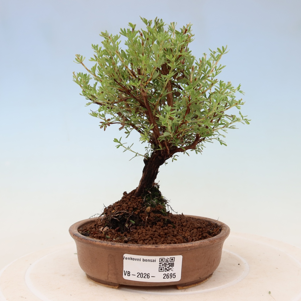 Bonsai ogrodowe – potentilla fruticosa – Goldkissen