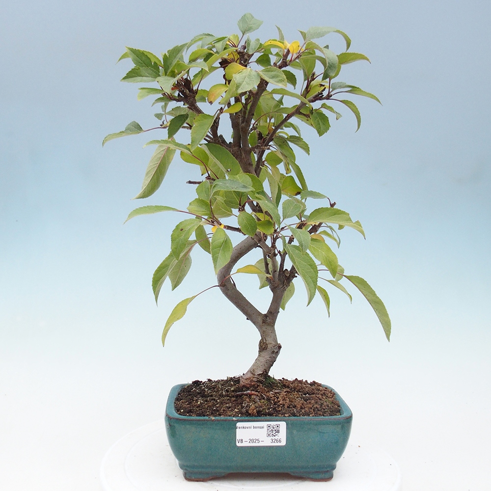 Bonsai plenerowe - Malus Halliana - Jabłoń drobnoowocowa