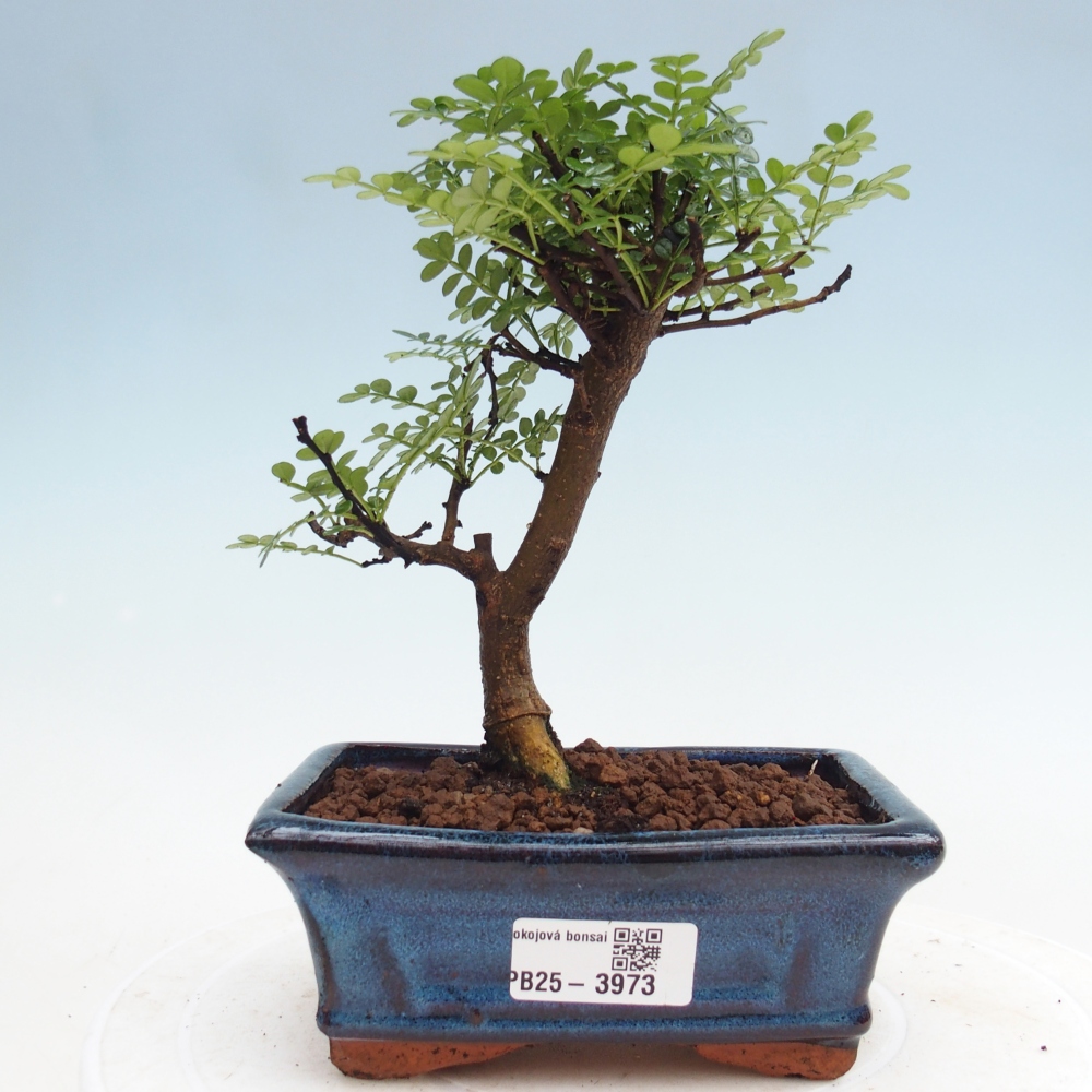 Pokój bonsai - Zantoxylum piperitum - drzewo pieprzowe