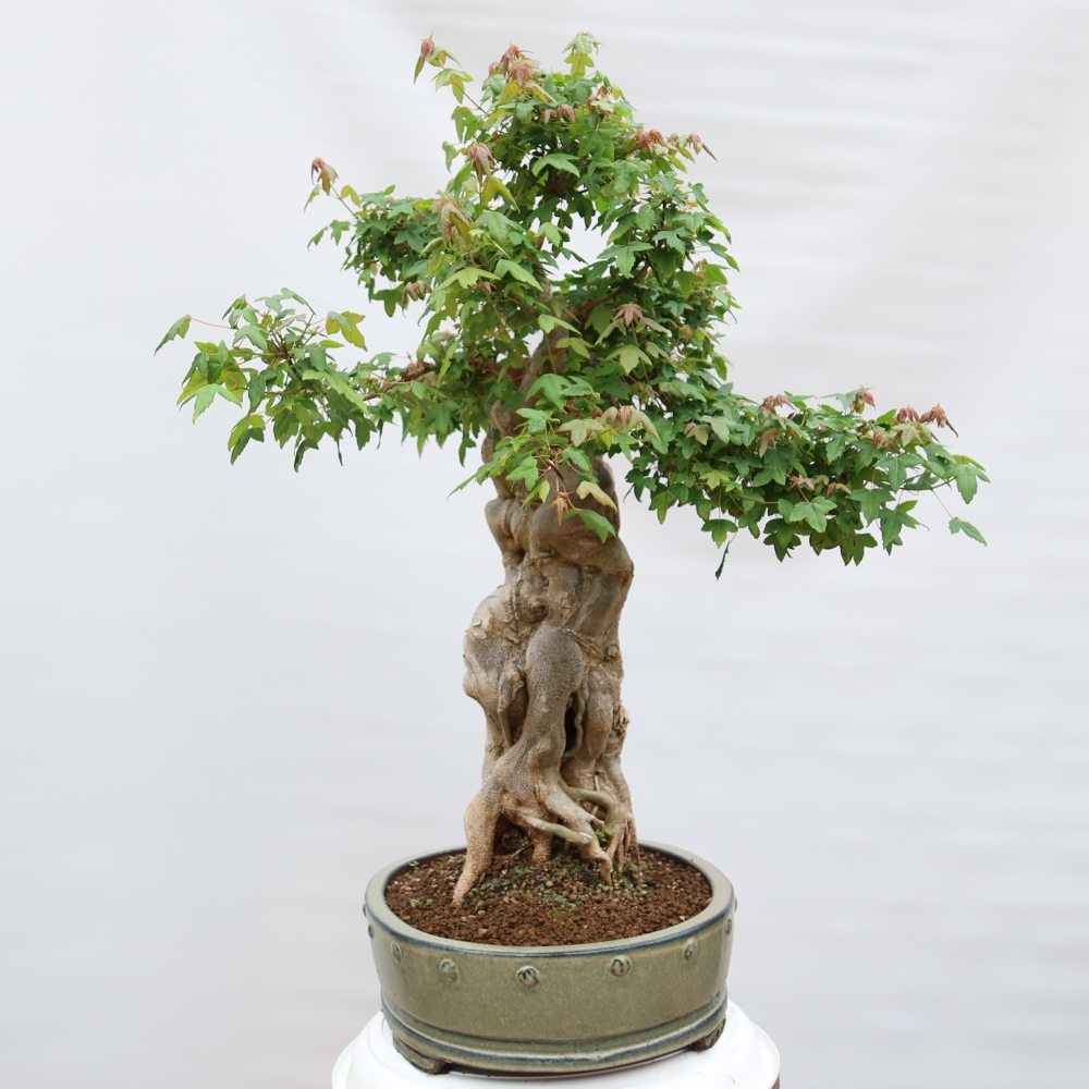 Outdoor bonsai - Klon burgeryjski - Acer burgerianum