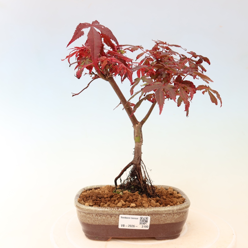 Bonsai ogrodowe – klon palmowy – Acer palmatum Berry Broom 