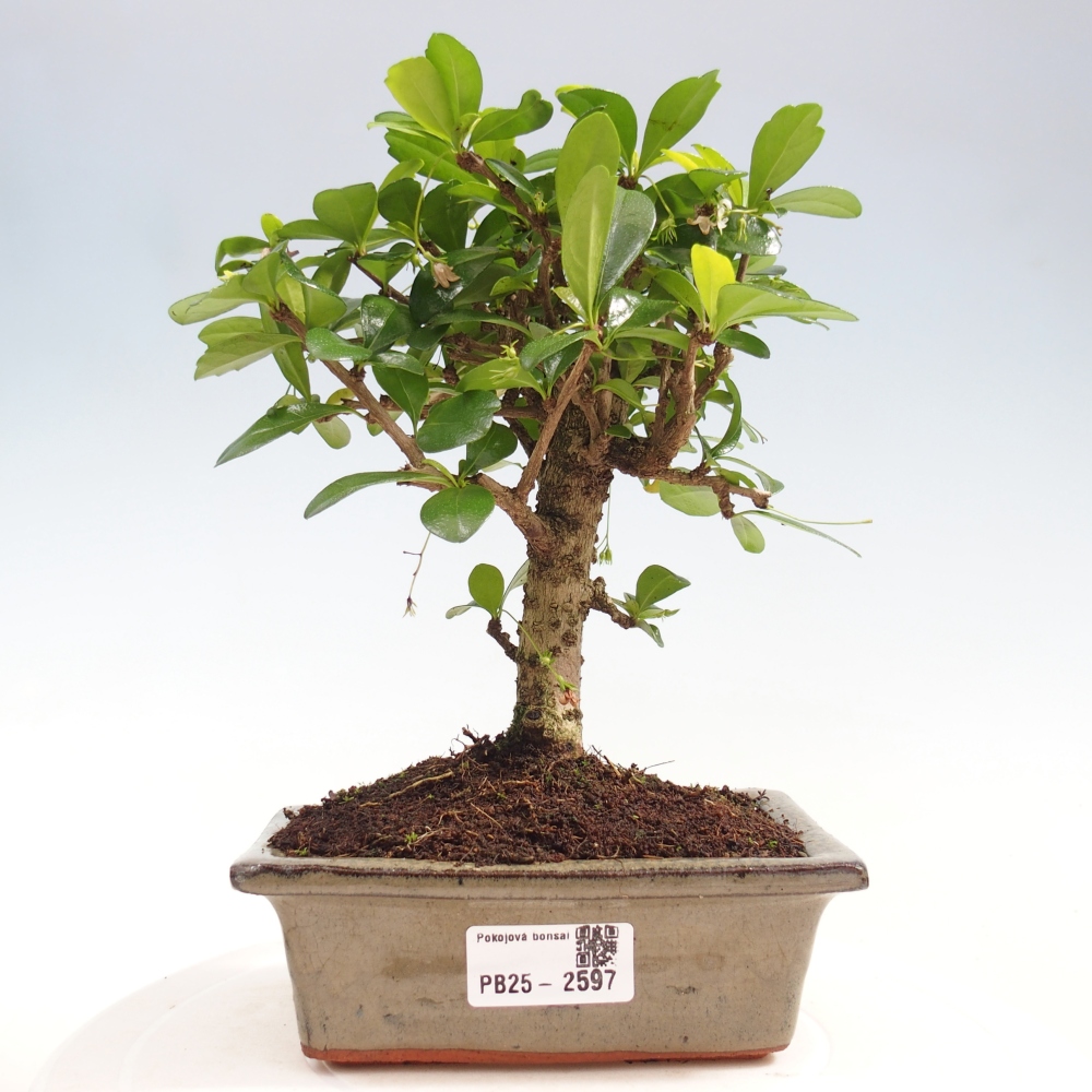 Bonsai wewnętrzne - Carmona makrophylla - Herbata Fuki
