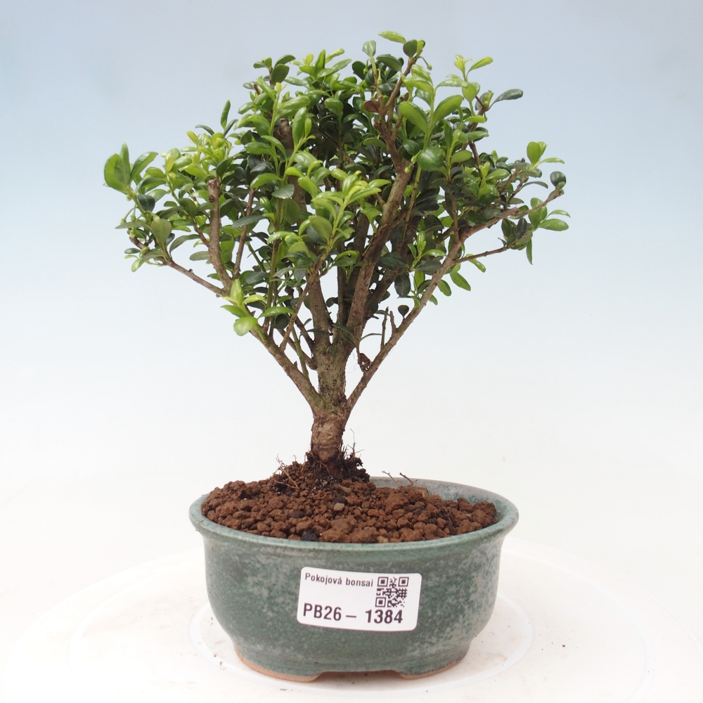 Pokój bonsai - Ilex crenata - Ostrokrzew