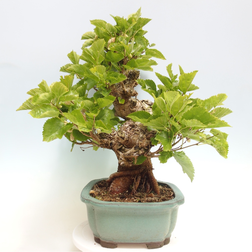 Bonsai outdoor - Morus alba - morwa