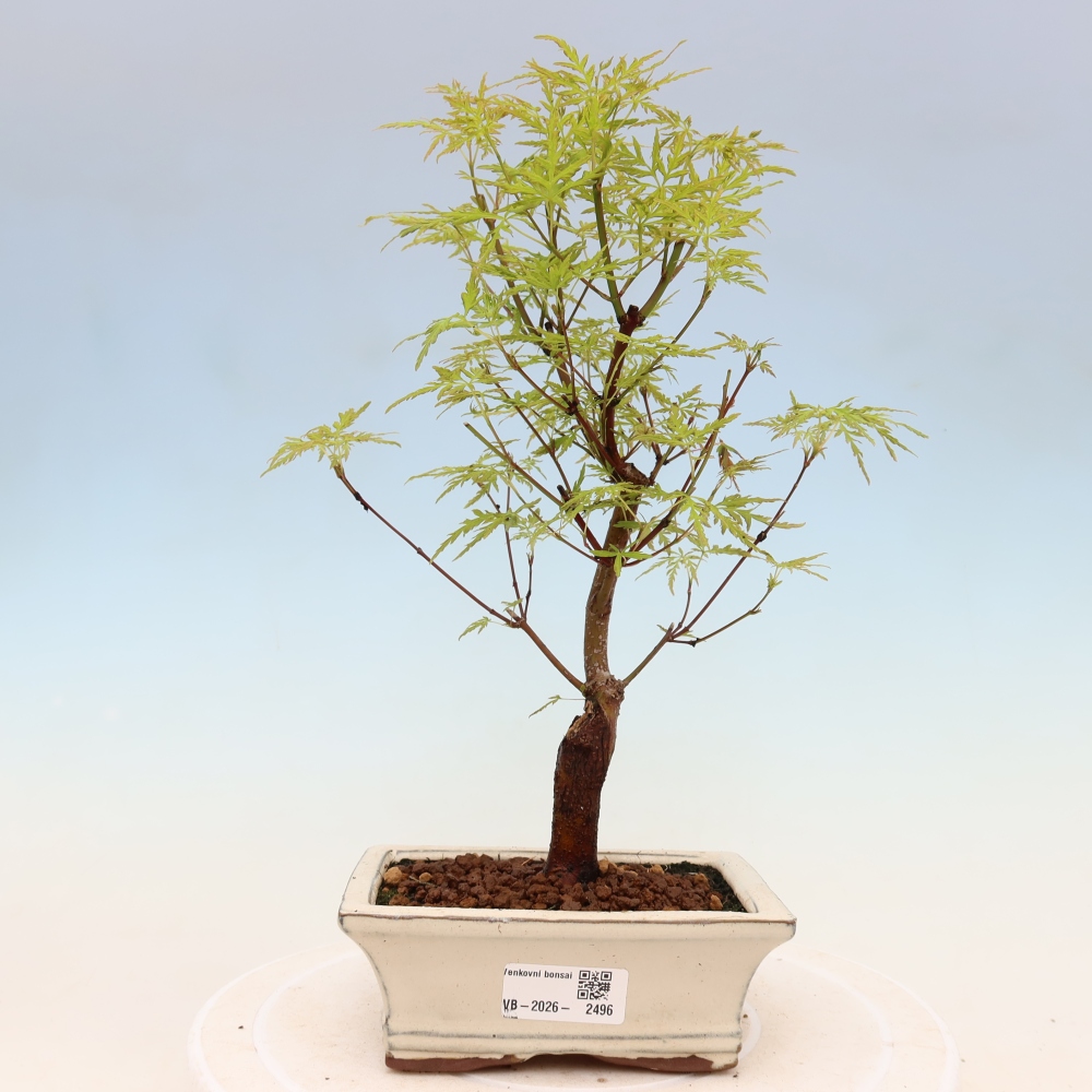 Outdoor bonsai - Acer palmatum Dissectum - Klon japoński 