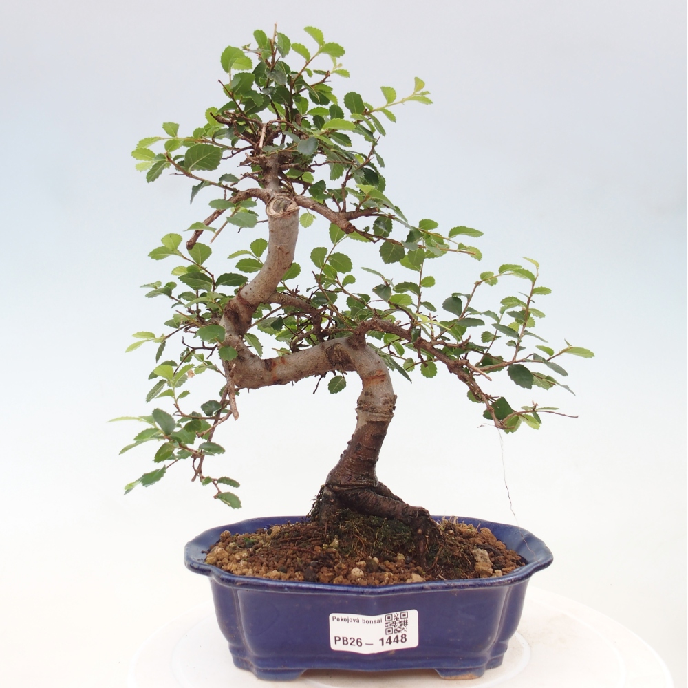 Pokój bonsai - Ulmus parvifolia - Wiąz drobnolistny