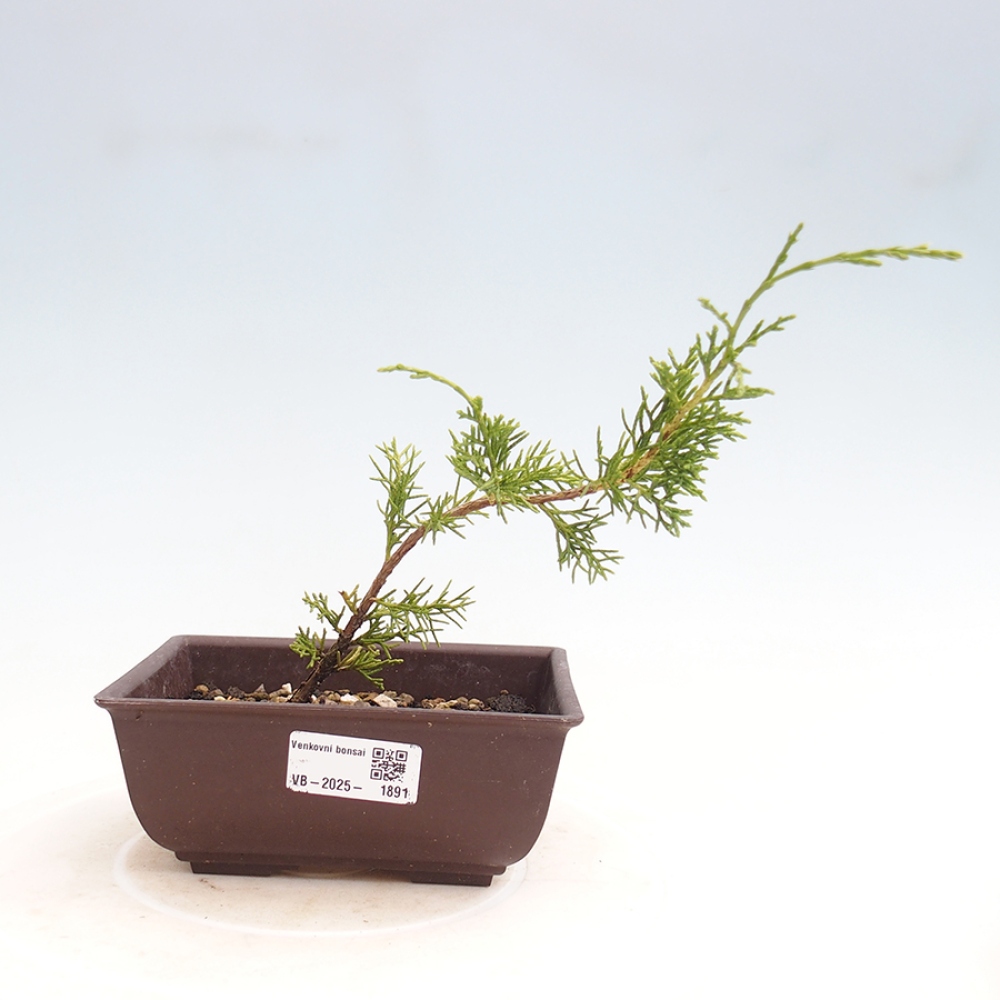 Outdoor bonsai - Juniperus chinensis Itoigawa - Jałowiec chiński