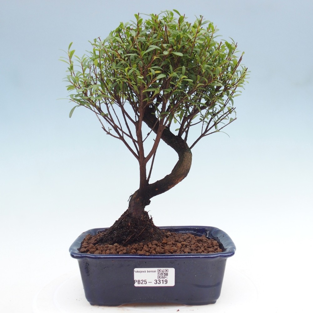 Pokój bonsai - Syzygium - Pimento