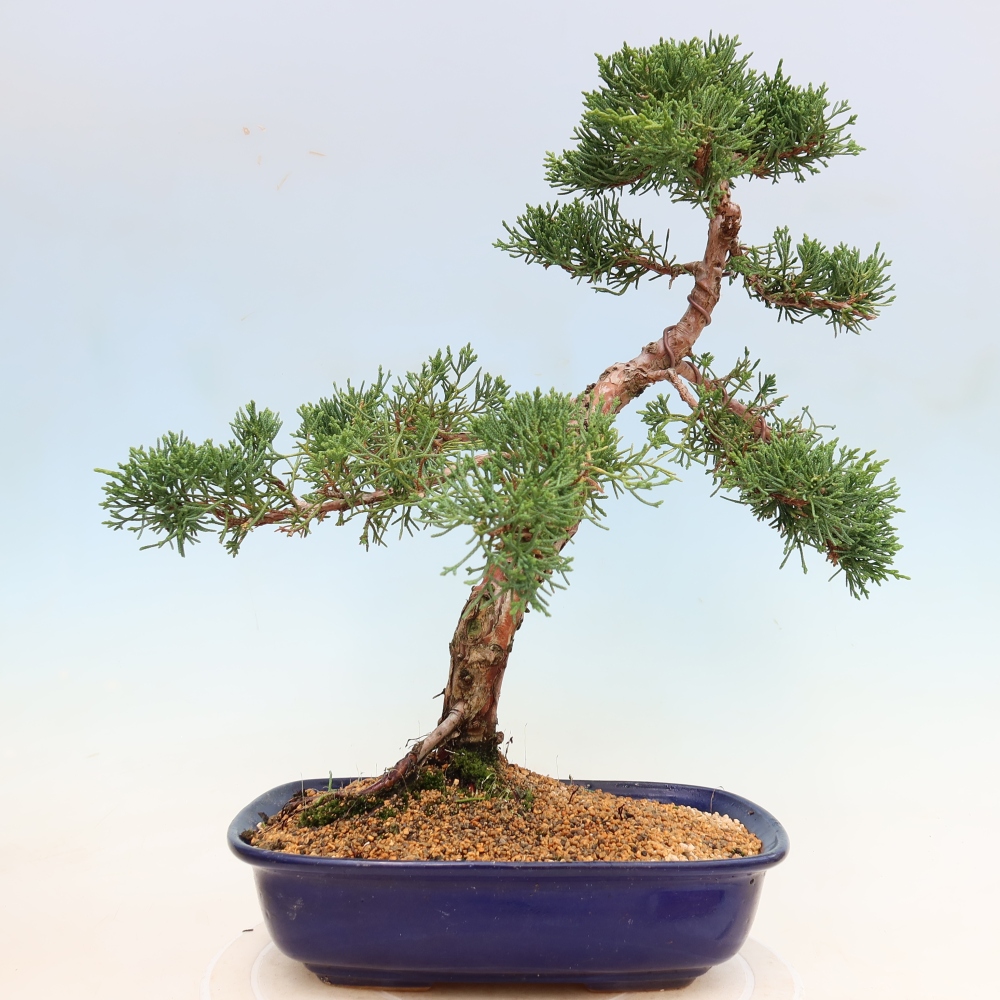 Outdoor bonsai - Juniperus chinensis Kishu