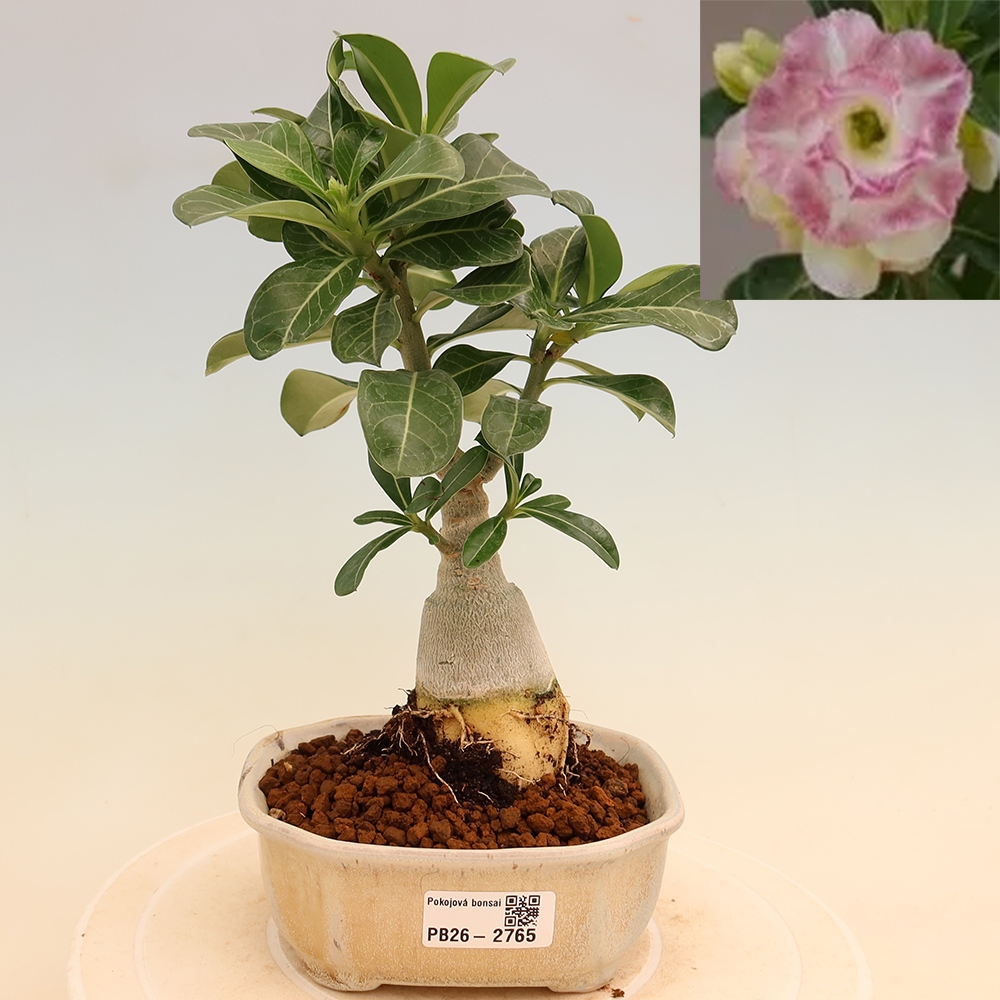 Bonsai pokojowe – Adenium obesum szczepione V.F.S.412 – Róża pustynna