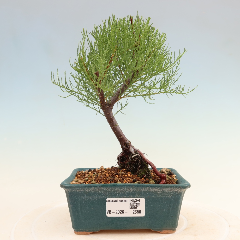 Bonsai ogrodowe – Tamaryszek – Tamarix