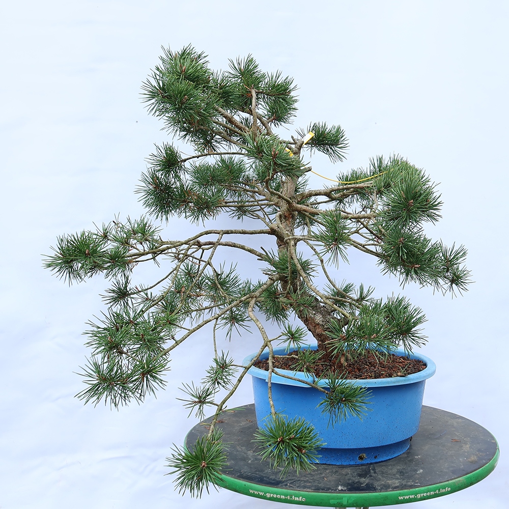 Pinus sylvestris Hiszpania – sosna zwyczajna
