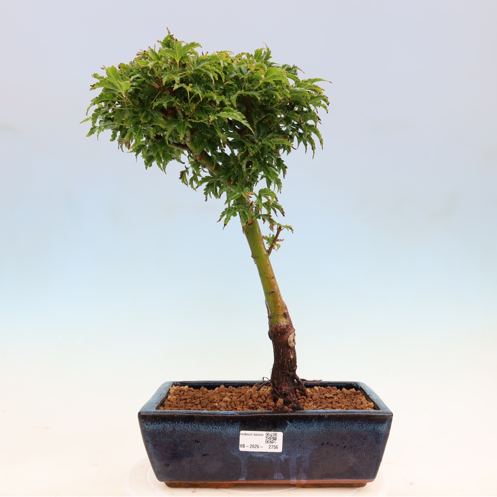 Outdoor bonsai - palma jaworowa Acer palmatum Shishigashira