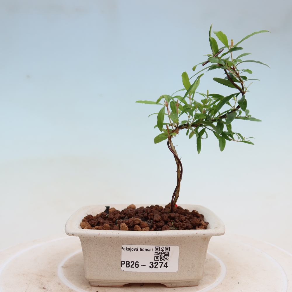 Pokój bonsai - PUNICA granatum nana - jabłko granatu