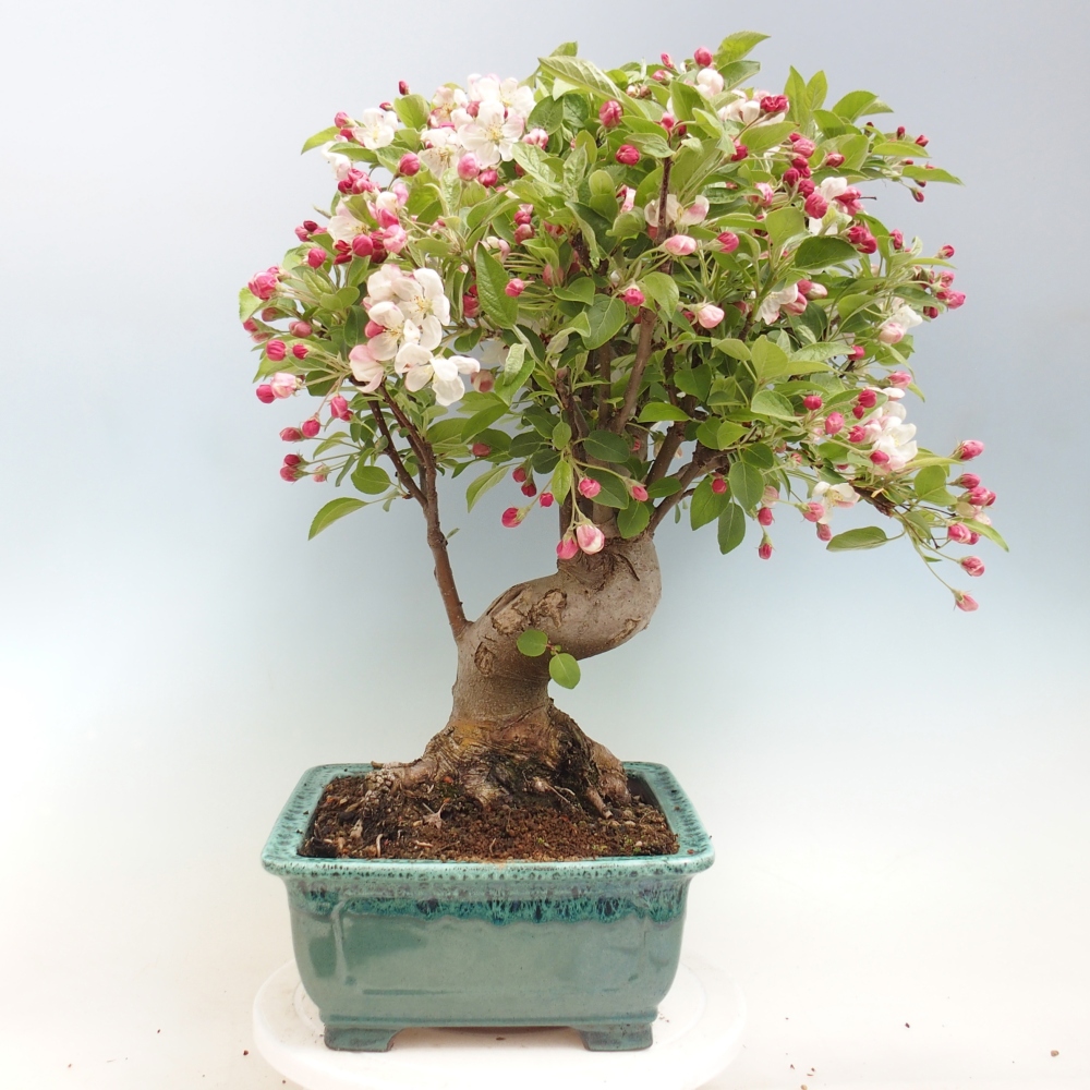 Outdoor bonsai - Malus halliana - Jabłoń drobnoowocowa
