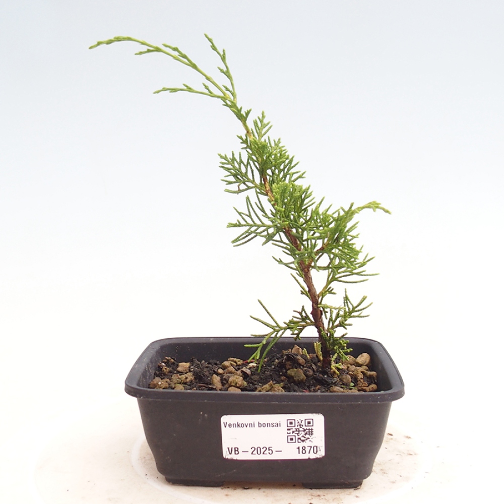 Outdoor bonsai - Juniperus chinensis Itoigawa - Jałowiec chiński