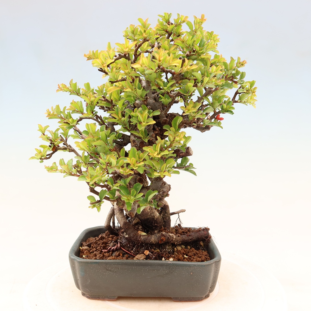 Bonsai zewnętrzne - Chaneomeles speciosa Chojubai