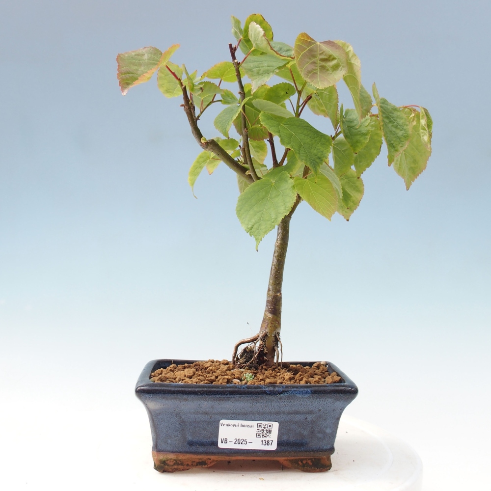 Bonsai na zewnątrz - Lipa - Tilia cordata