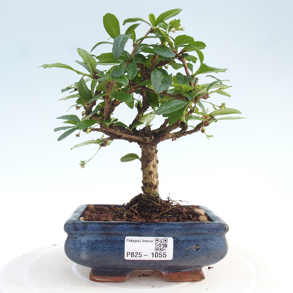Bonsai wewnętrzne - Carmona makrophylla - Herbata Fuki