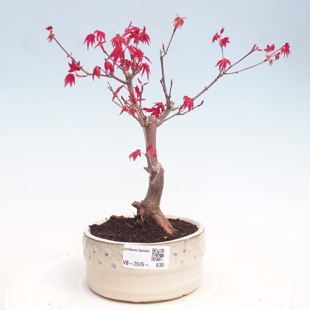 Outdoor bonsai - dlanitolistý klon - Acer palmatum DESHOJO