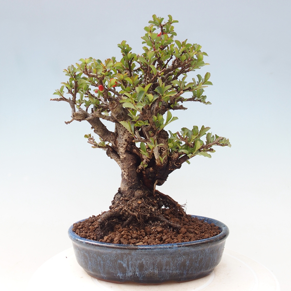 Bonsai zewnętrzne - Chaneomeles speciosa - Pigwa