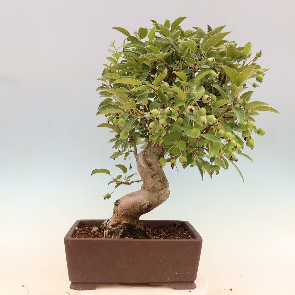 Outdoor bonsai - Malus halliana - Jabłoń drobnoowocowa