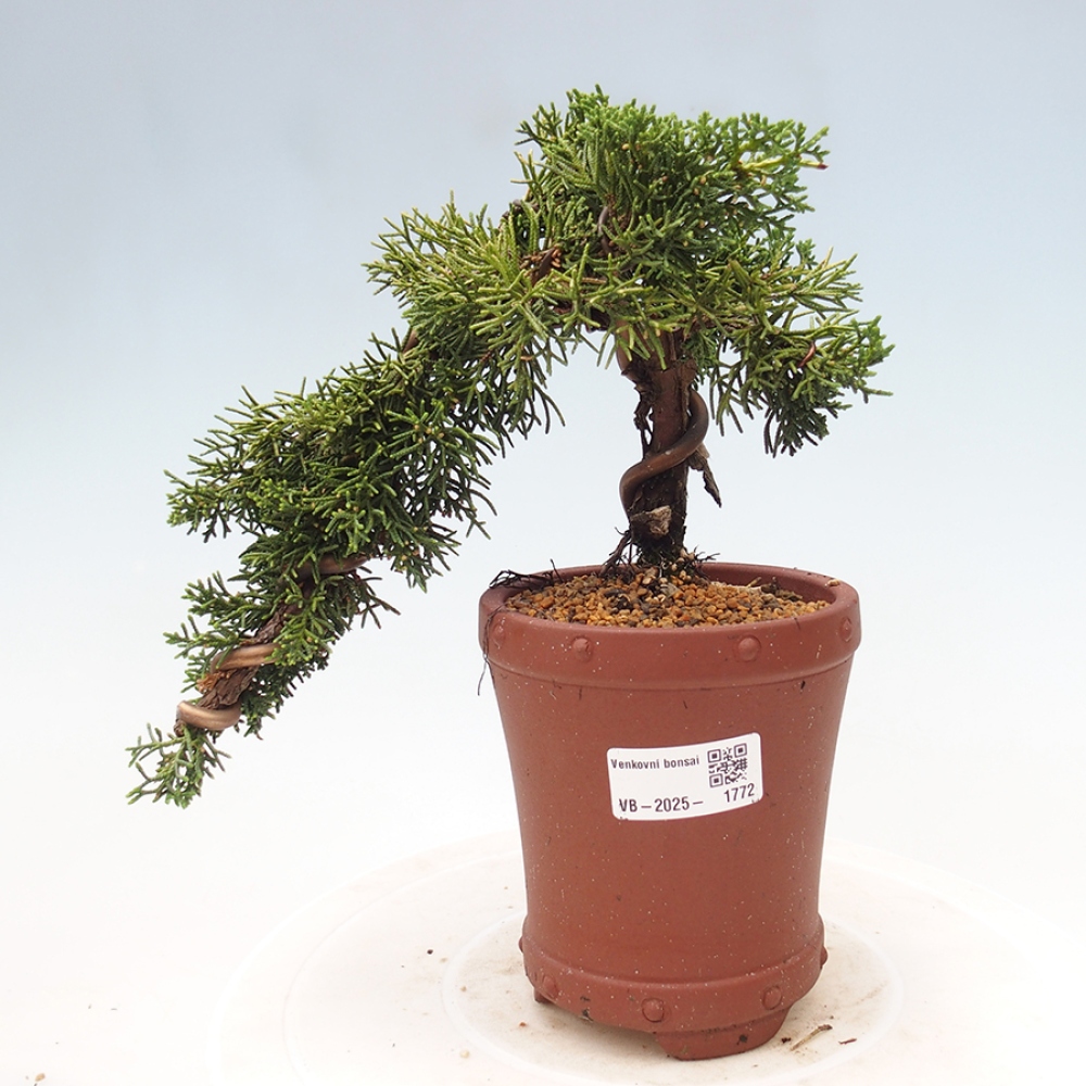 Bonsai zewnętrzne - Juniperus chinensis Kishu - Jałowiec chiński