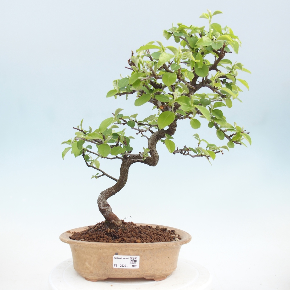 Bonsai zewnętrzne - Chaneomeles chinensis
