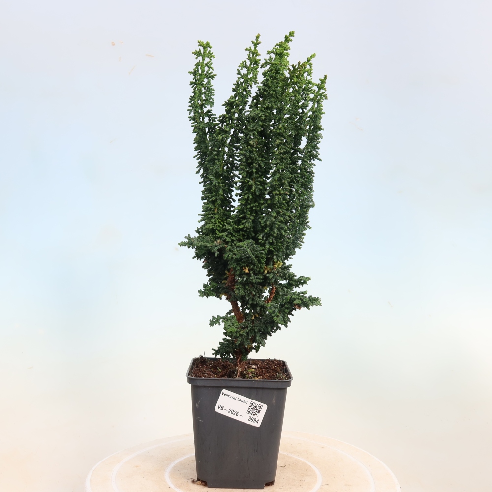 Bonsai zewnętrzne - Cham. obtusa SEKKA HINOKI - Cyprys