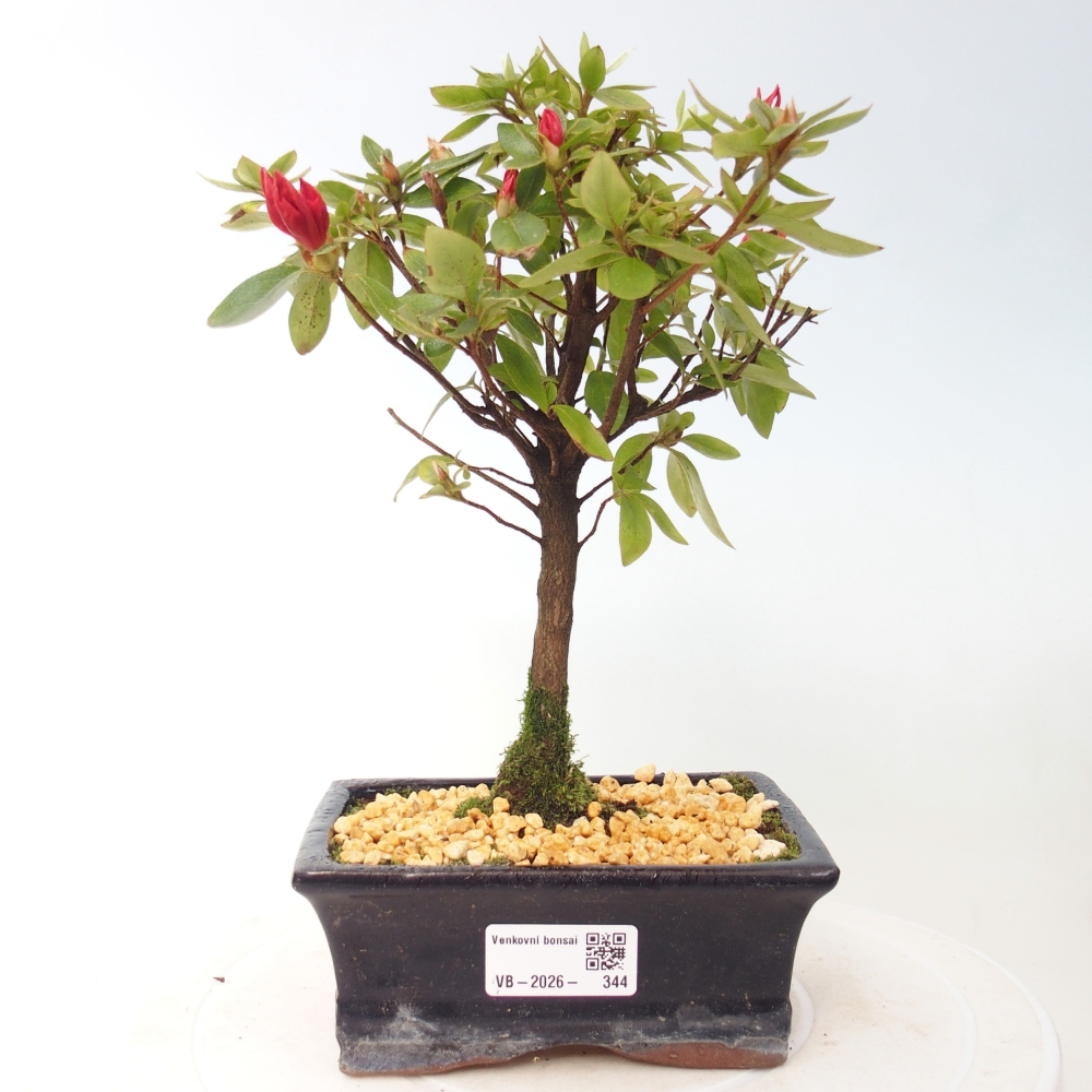 Outdoor bonsai - Azalia japońska - Azalea sp.