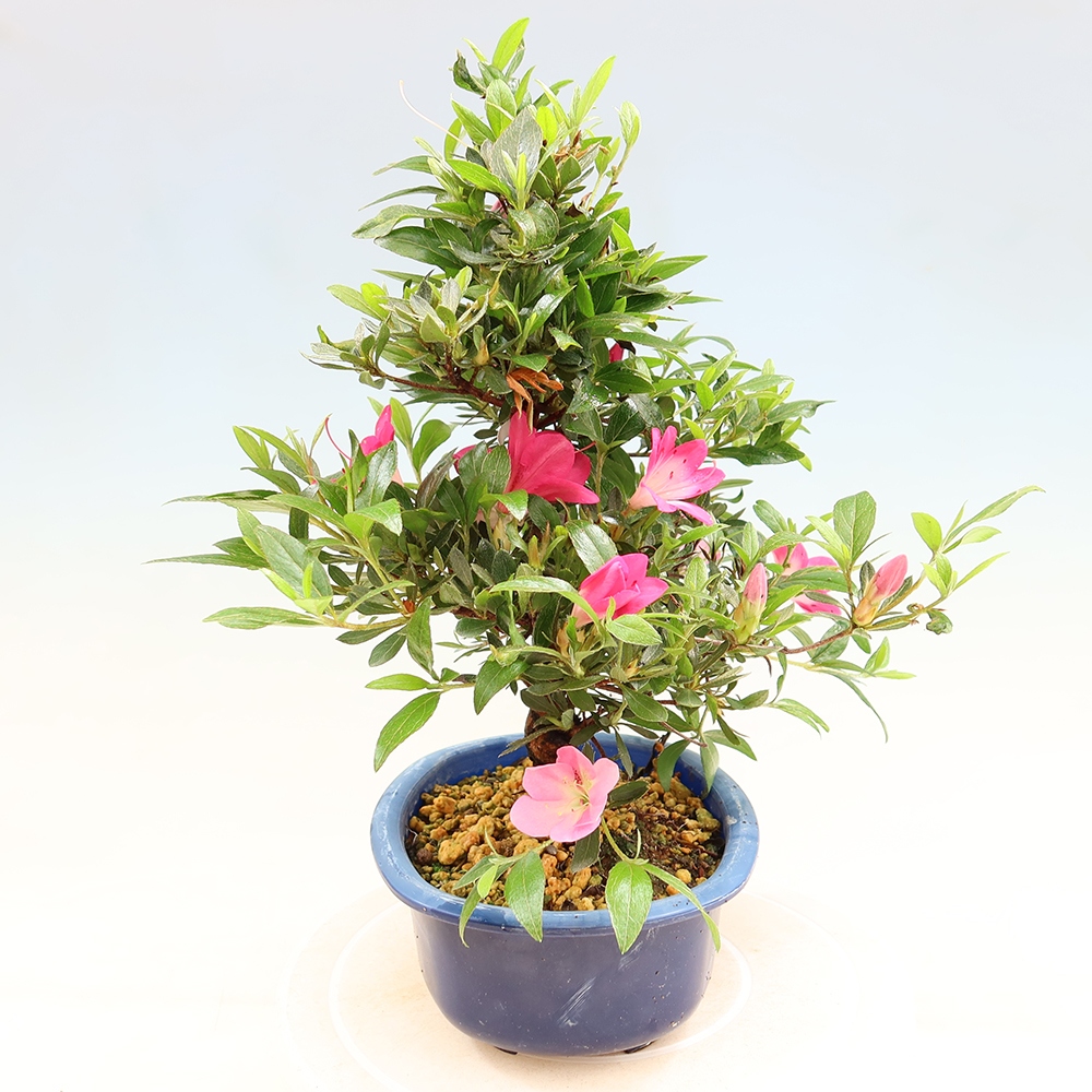 Bonsai zewnętrzne - Azalia japońska - Azalia Reiko