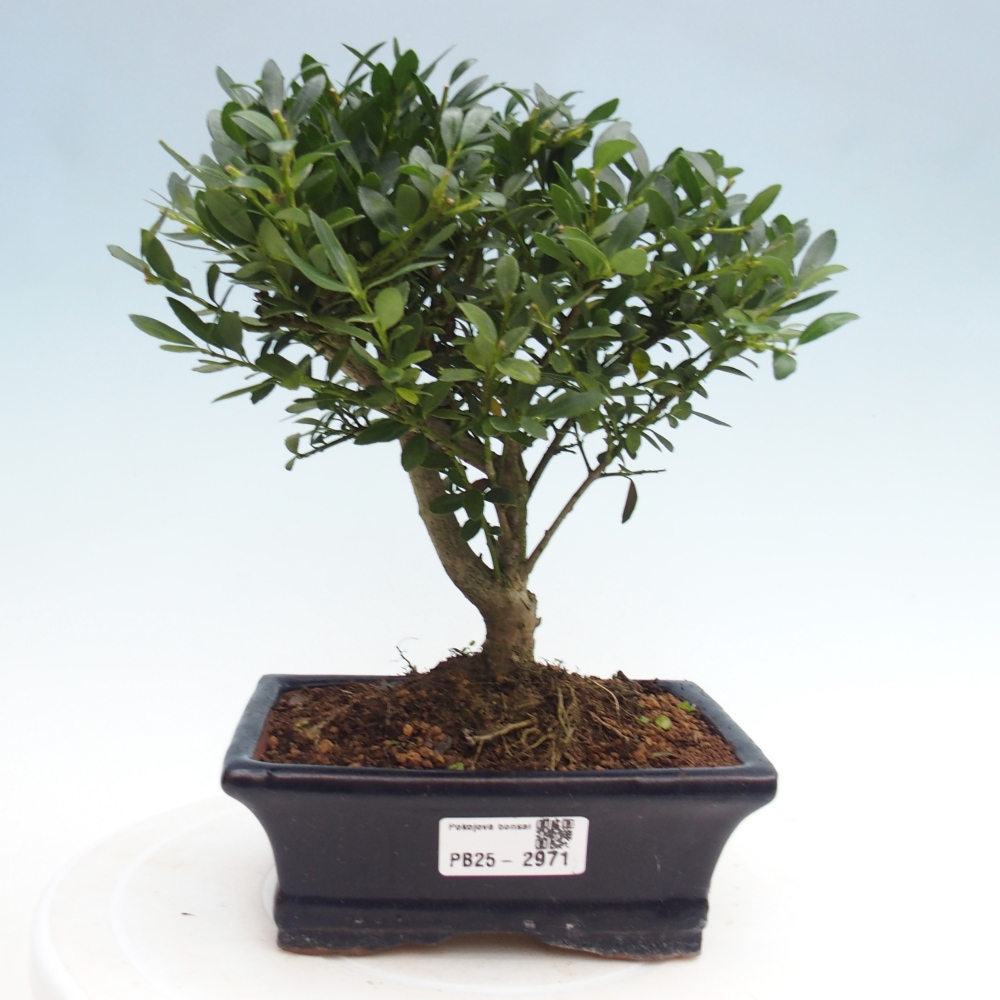 Kryty bonsai - Ilex crenata - Holly
