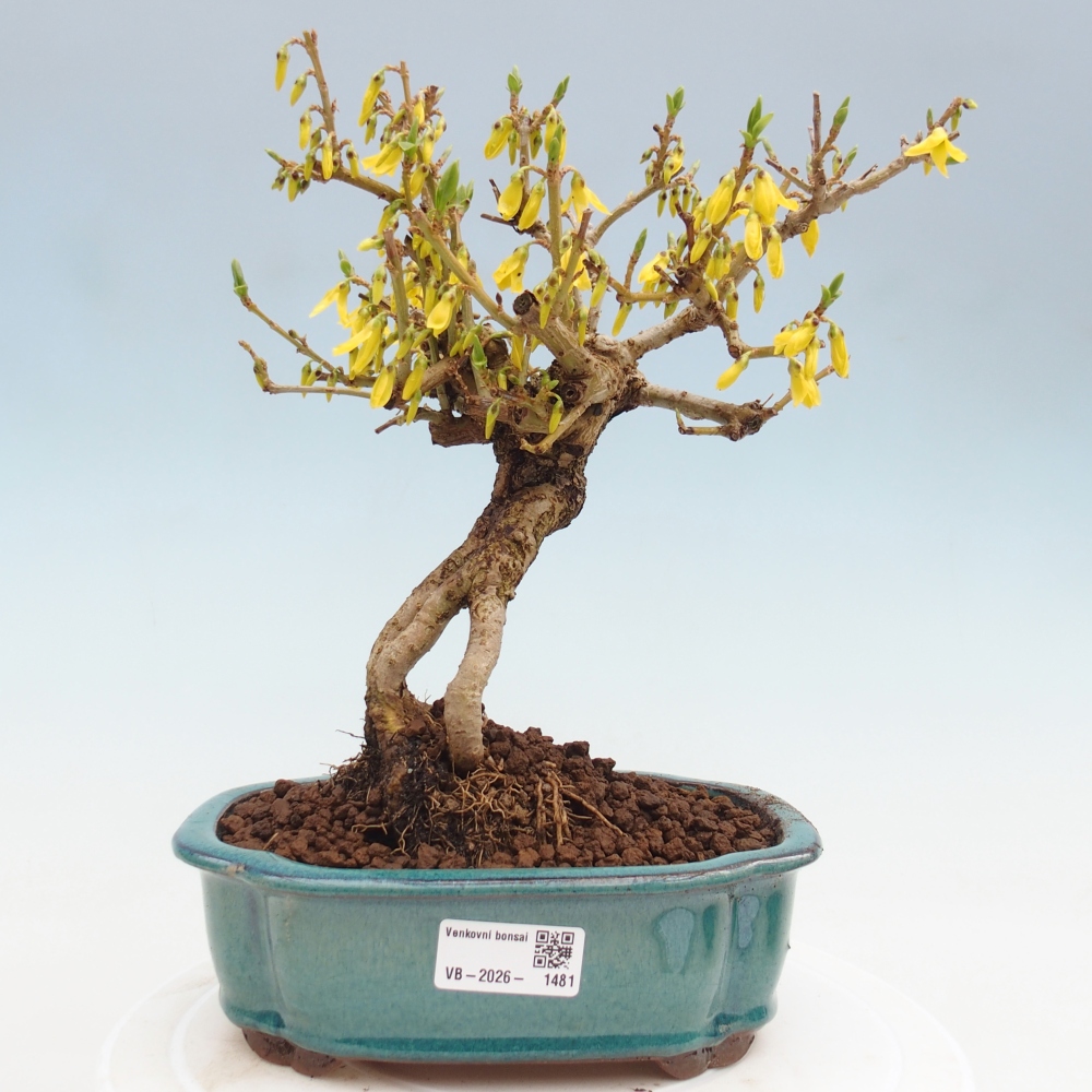 Outdoor bonsai - Zlatice - Forsycja koreańska