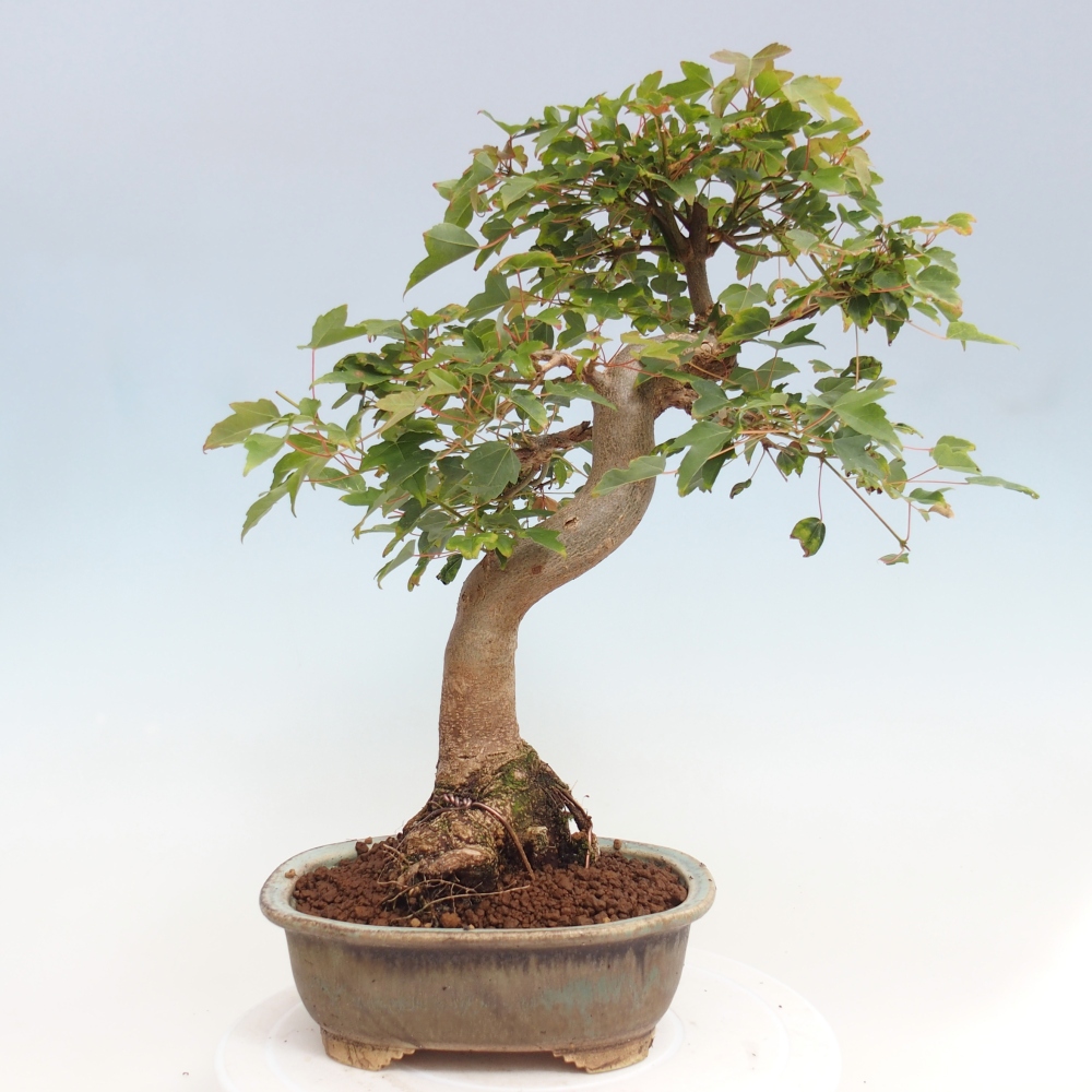 Outdoor bonsai - Maple Buergerianum - Burger Maple