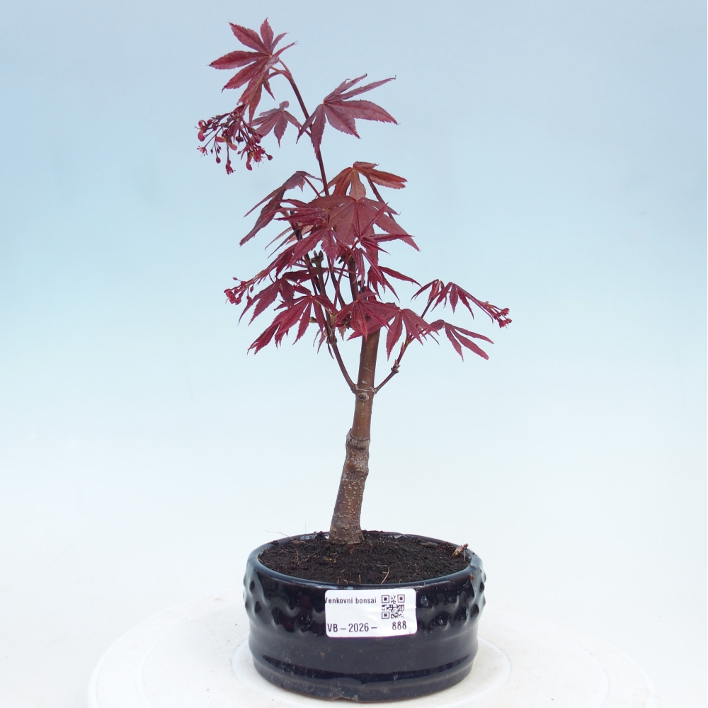 Bonsai na zewnątrz - Palma Acer. Atropurpureum-Javor palmate