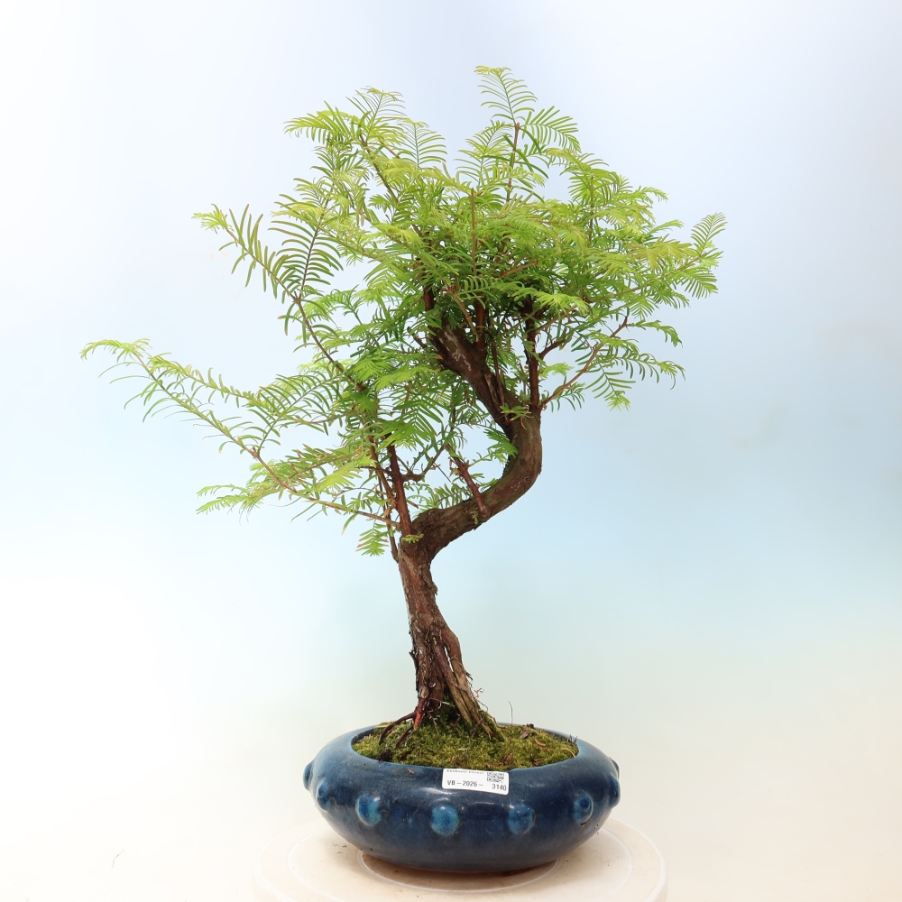 Outdoor bonsai - Metasequoia glyptostroboides - Metasekwoja chińska