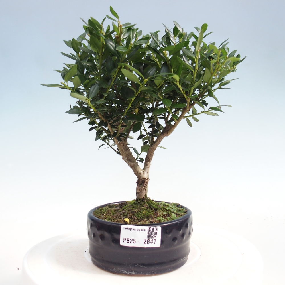 Kryty bonsai - Ilex crenata - Holly