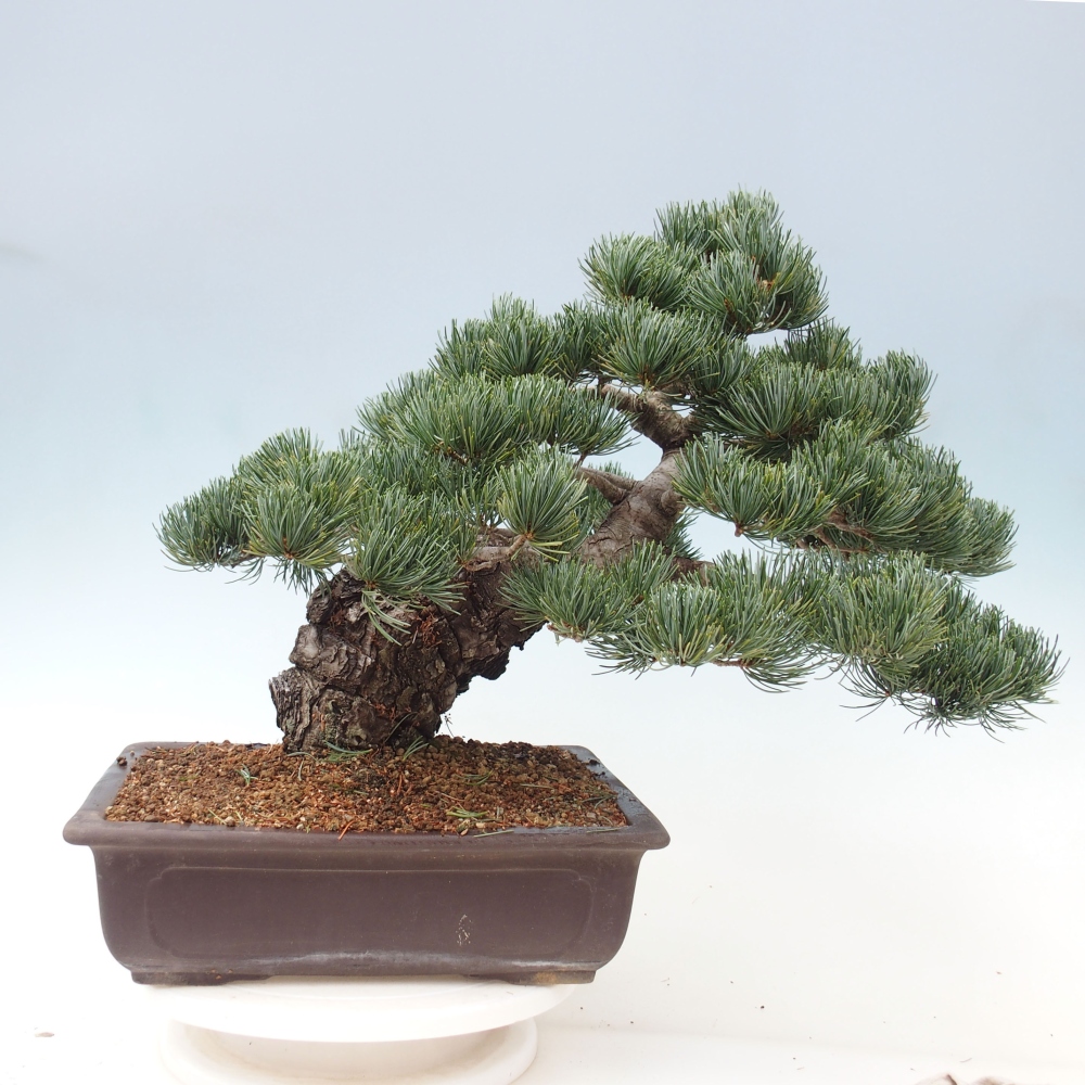 Outdoor bonsai - Pinus parviflora - Mała sosna